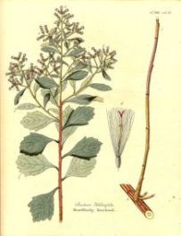 Baccharis halimifolia - Бакхарис лебедолистный